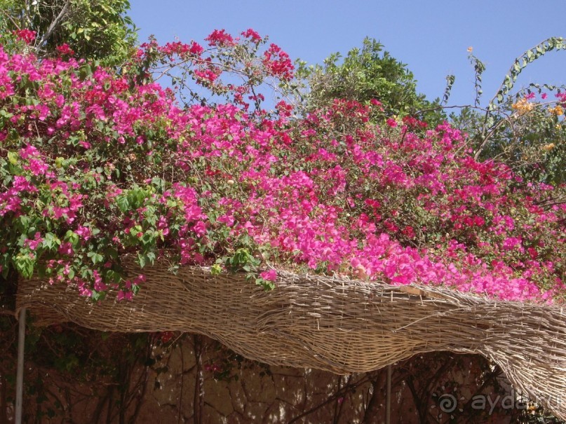 фото DoubleTree by Hilton Sharks Bay Resort