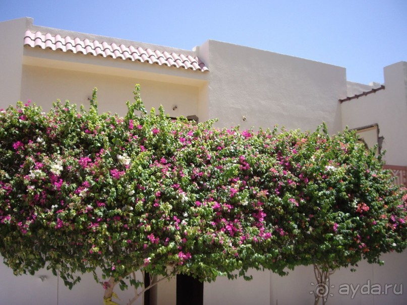 Спокойный Хилтон