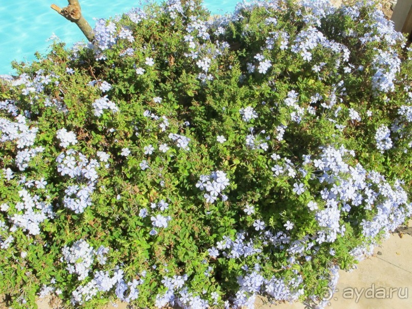 фото Aldemar Royal Mare Luxury Resort & Thalasso