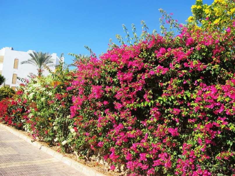 Неоднозначное впечатление