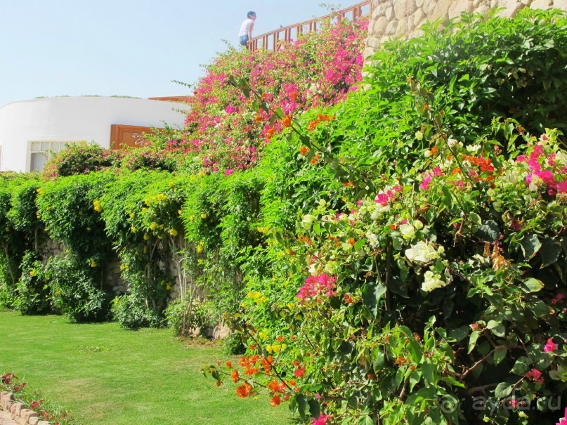 Неоднозначное впечатление