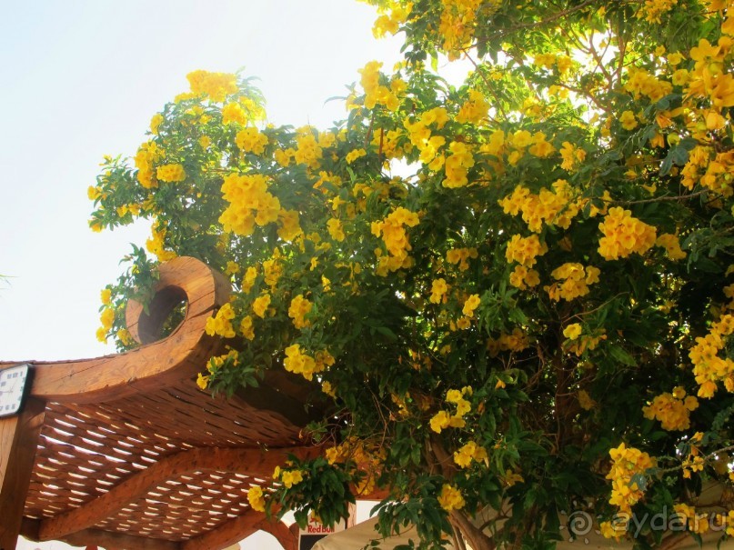 Неоднозначное впечатление