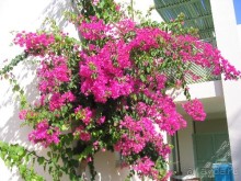 Цветы на территории отеля