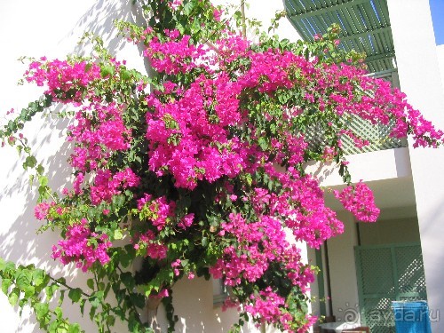 Цветы на территории отеля