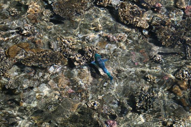 фото Les Orangers Beach Resort & Bungalows