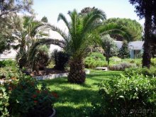 Les Orangers beach 4*