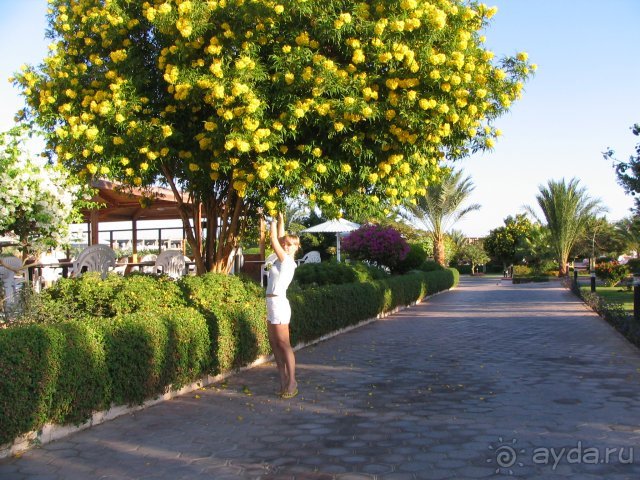 цветочные аллеи цветочные аллеи