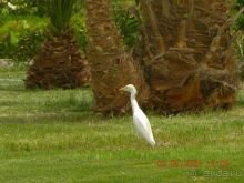 Андалусия. И оператор Пегас
