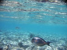 фото Sultan Gardens Resort