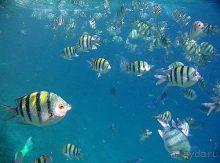 фото Sultan Gardens Resort