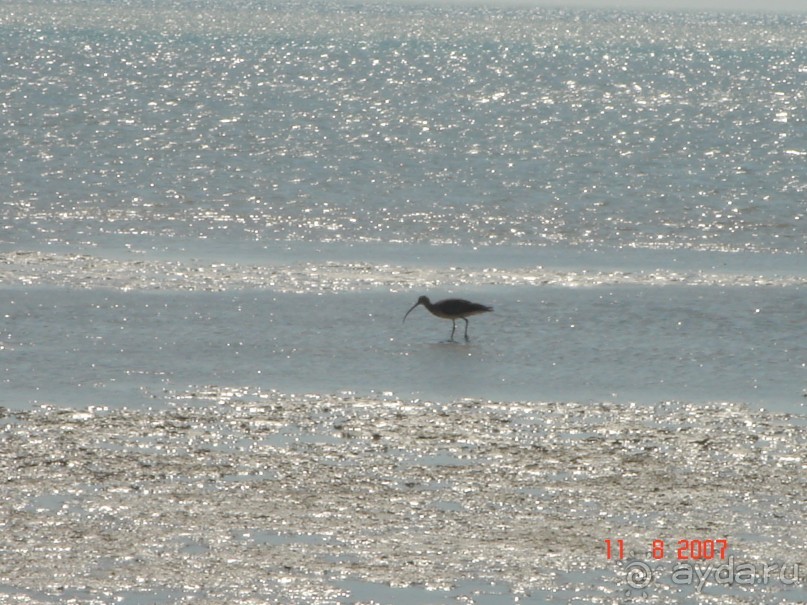 Чума - не подумайте, что хорошо!