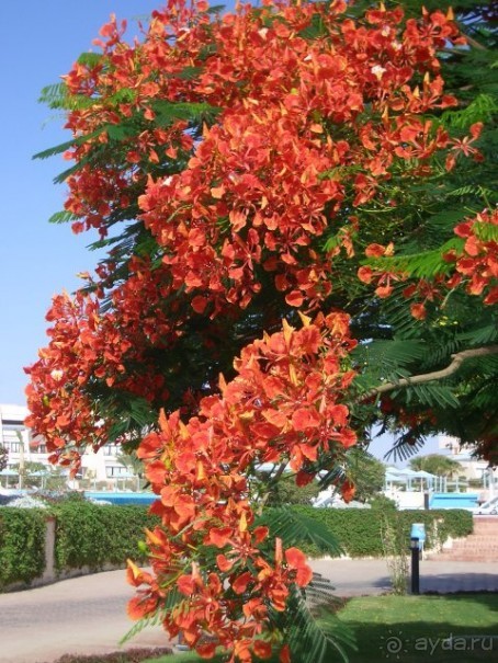 цветущая территория