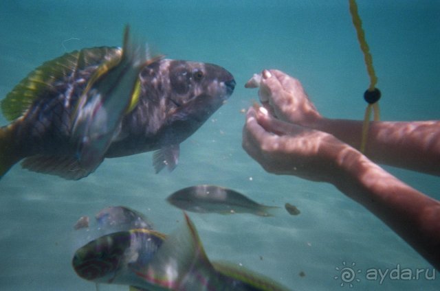 рыбы Мелия Фараон