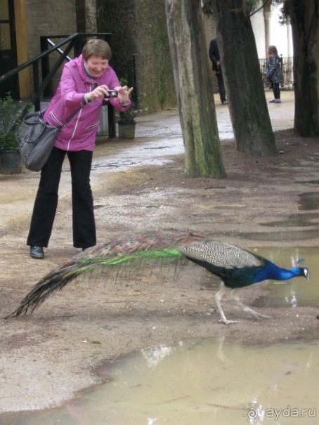 Алькасар - павлины