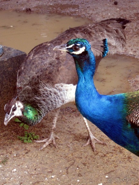  Алькасар - павлины