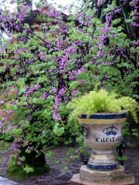  Алькасар -сады