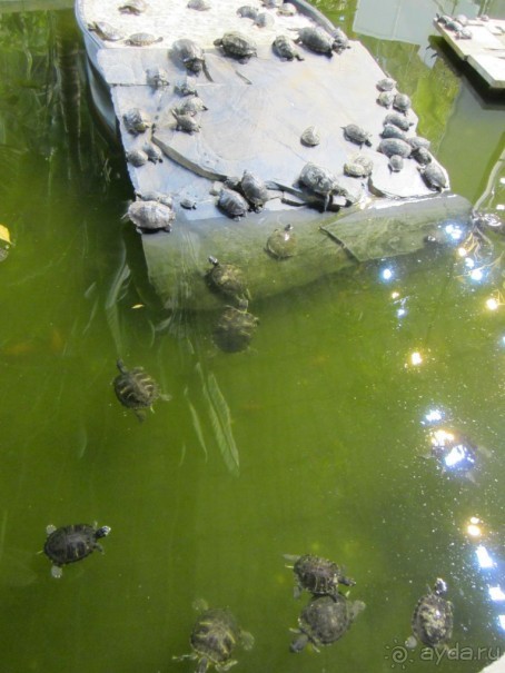 Вокзал Аточа - знаменитые черепашки