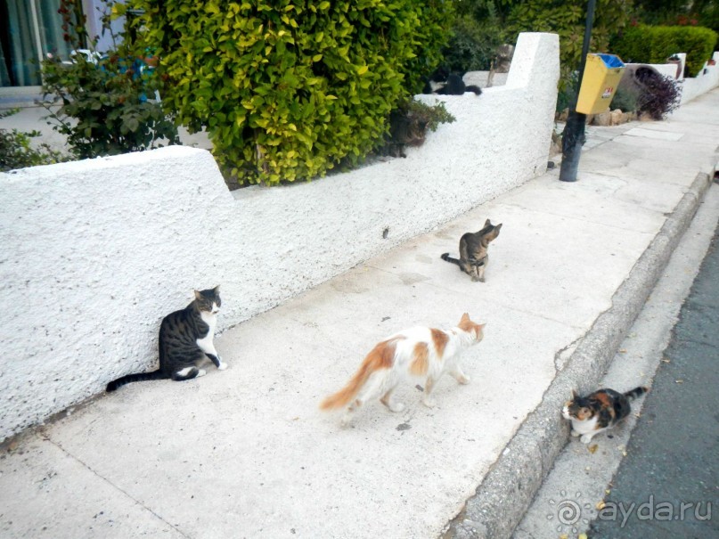 Кошки везде...