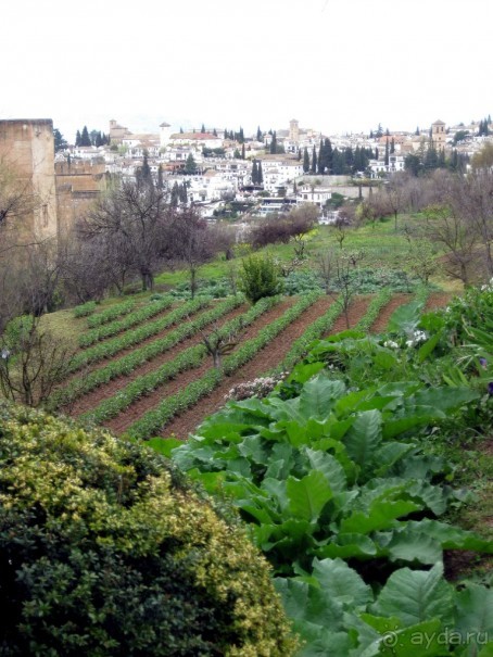 Альгамбра - огороды