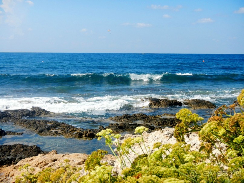 фото Leonardo Cypria Bay Hotel