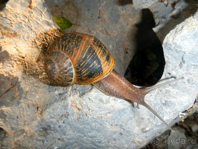 фото Sun Rise Apartments