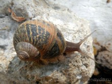 фото Sun Rise Apartments