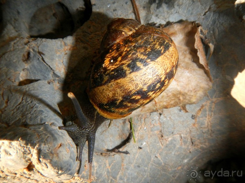 фото Sun Rise Apartments