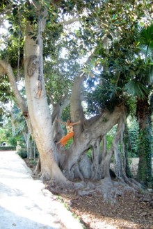 Аттард - сады св. Антония