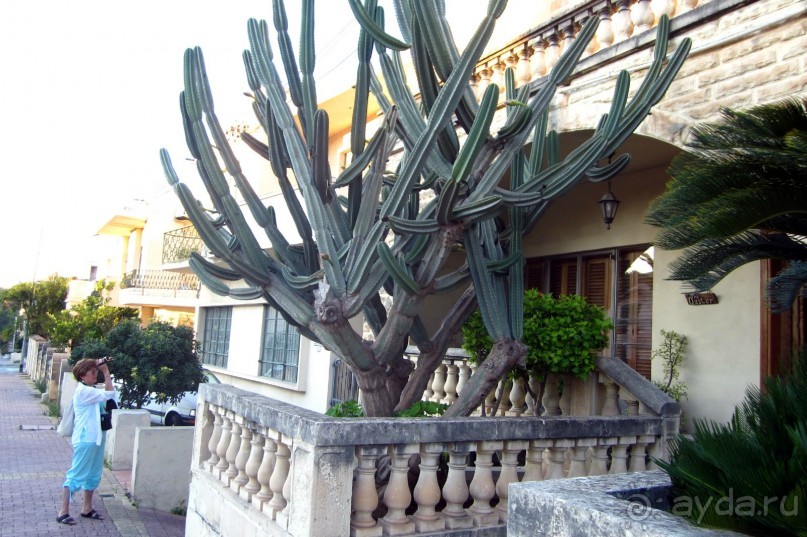 Аттард - сады св. Антония