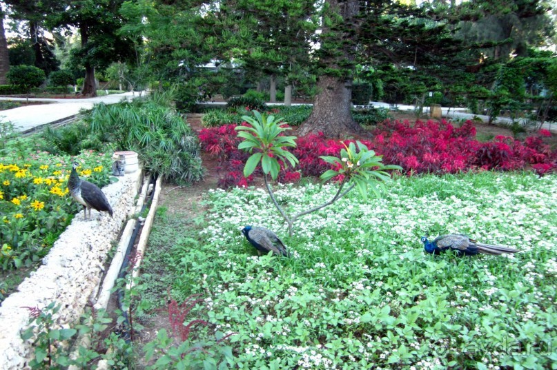 Аттард - сады св. Антония