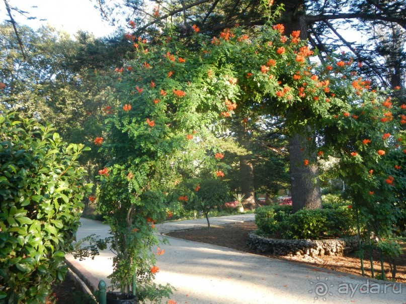 Аттард - сады св. Антония