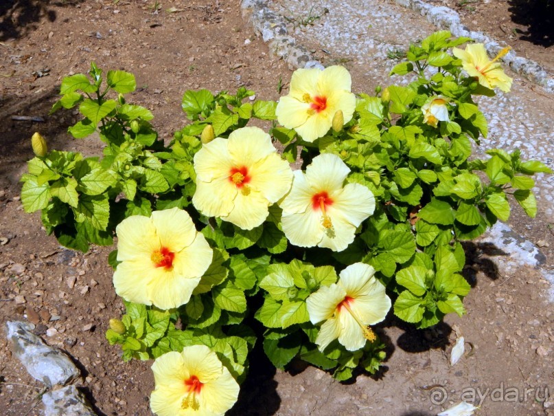 Нашшар - Palazzo Parisio, сады