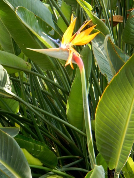 Нашшар - Palazzo Parisio, сады