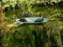 Нашшар - Palazzo Parisio, сады - черепашки живые!