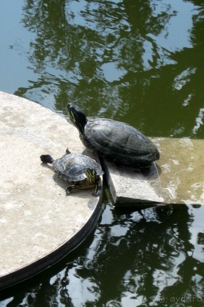 Нашшар - Palazzo Parisio, сады - черепашки живые!