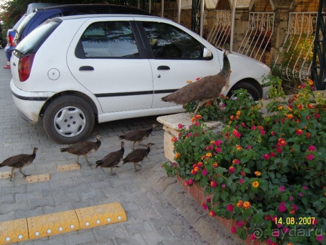 Hotel Kosdere, birds