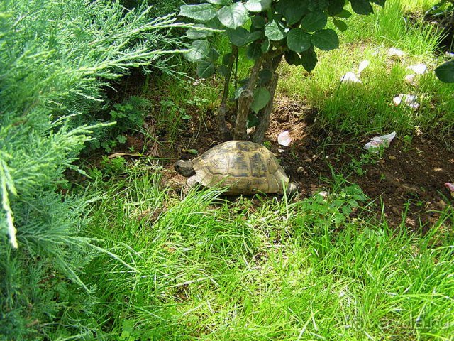 фото TUI Magic Life Masmavi