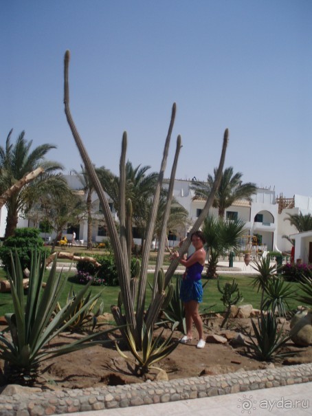 фото Reemyvera Beach PickAlbatros (закрыт)