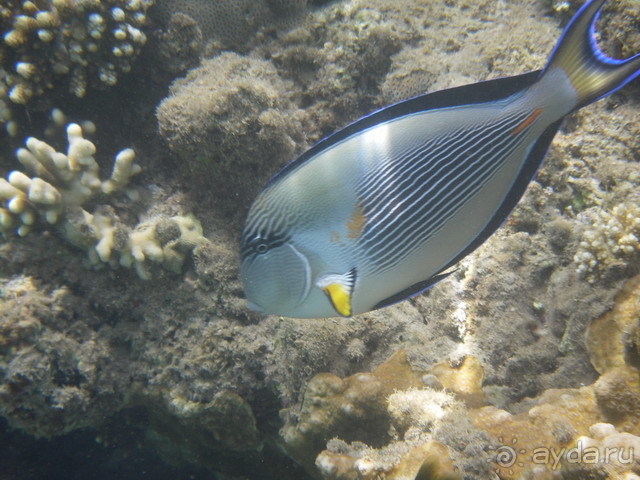 Египет <a href=/egypt/>Египет</a>