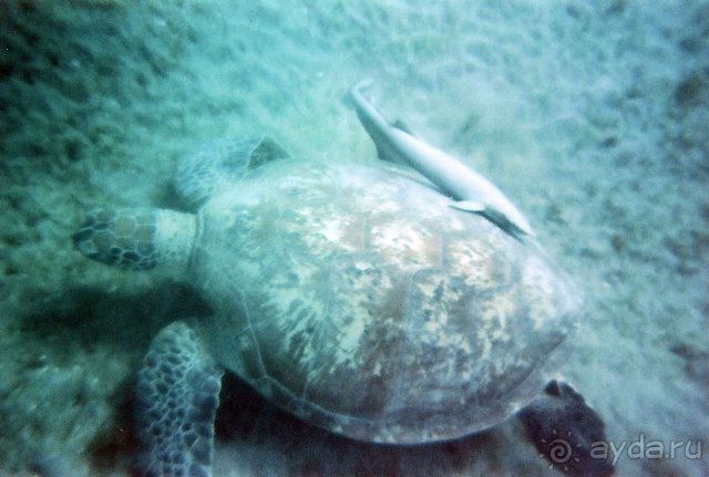 Черепаха(Марса-Алам, бухта Абу-дабаб