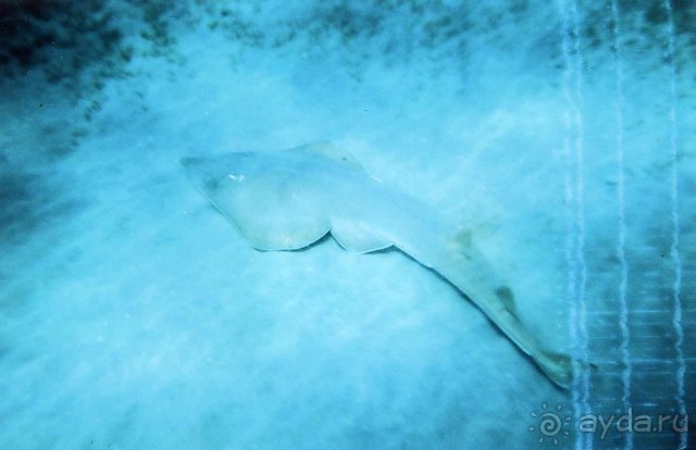 Гитарный скат