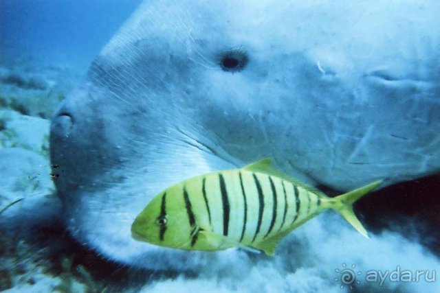 Дюгонь и лоцман