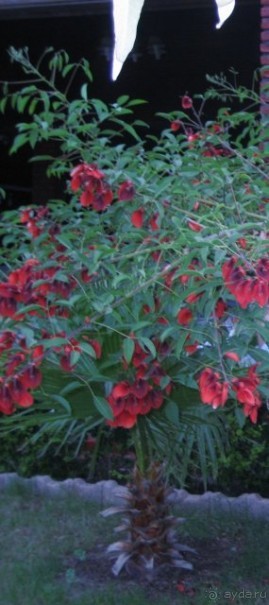 фото Concordia Celes Hotel