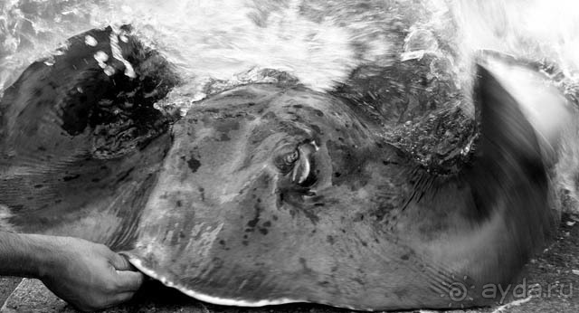 Кормление ската