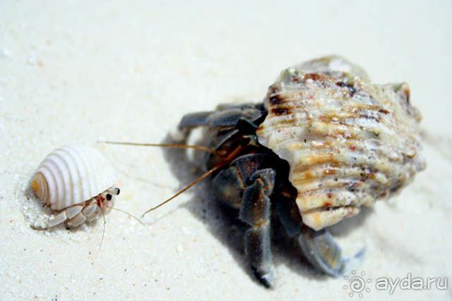 Крабы-отшельники