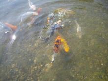 фото Бригантина