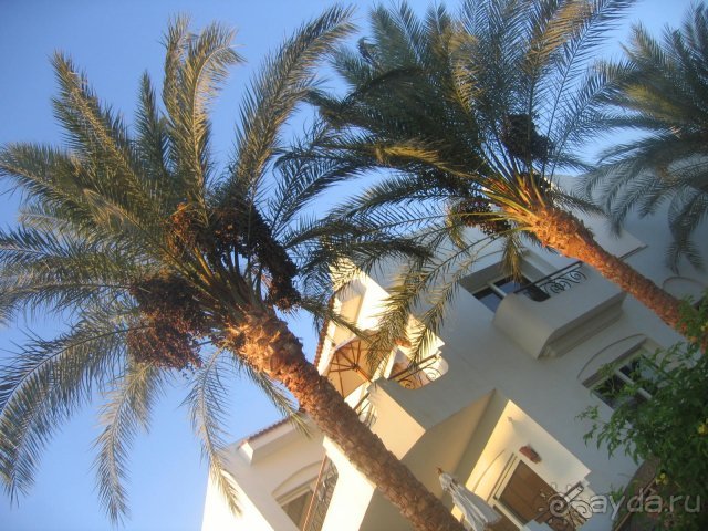 фото Iberotel Palace