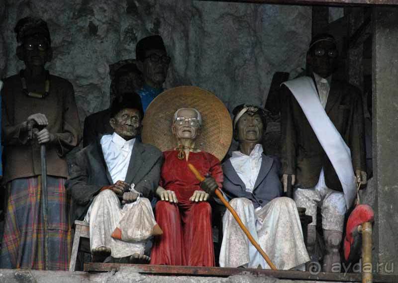 Остров тропической орхидеи или путешествие на Сулавеси.