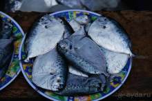 Остров тропической орхидеи или путешествие на Сулавеси.