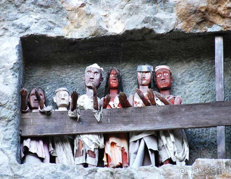 Остров тропической орхидеи или путешествие на Сулавеси.